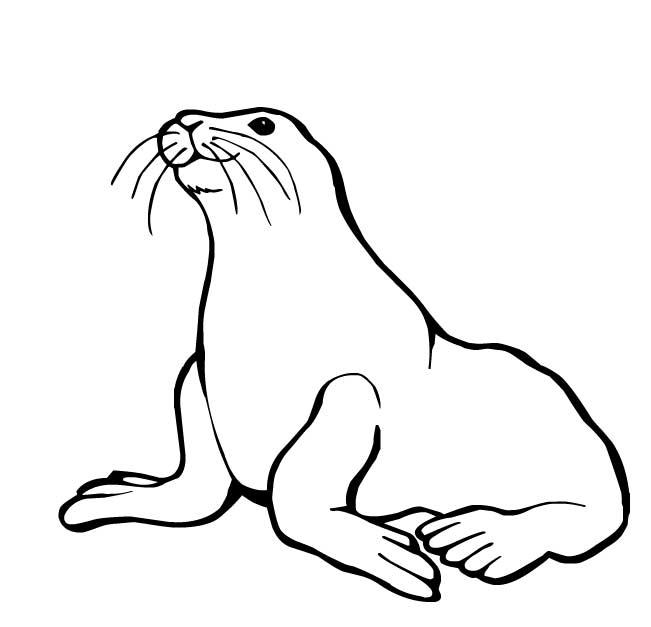 coloriage phoque qui regarde